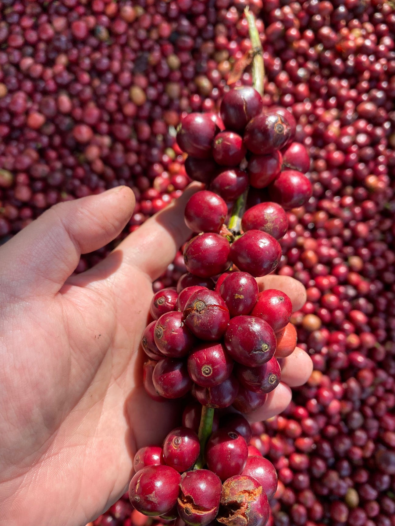 Catimor Mount Min, Cau Dat, Dalat, Vietnam